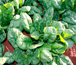 Espinacas
